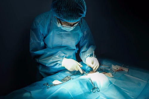 圖 深圳市鹽田鹽田周邊夜間開門寵物醫(yī)院評(píng)價(jià)高 深圳寵物服務(wù)